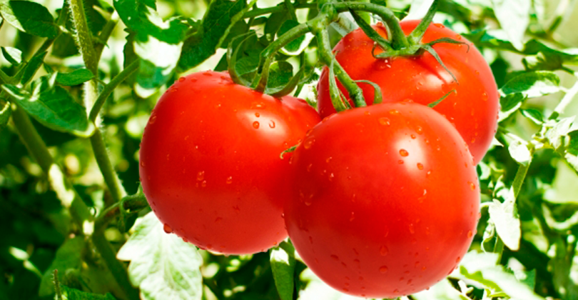 tomate-pizza
