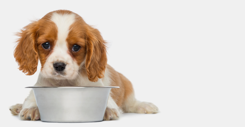 Mundo Pet cresceu na pandemia e o mercado aqueceu